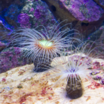 Anemone - Tube