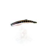 Blenny - Linear