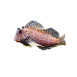 Blenny - Leopard Red Sailfin