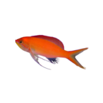 Anthias - Disbar