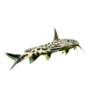 Catfish - Synodontis Petricola