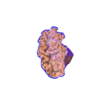 Clam - Derasa - striped with blue rim