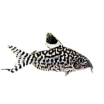 Catfish - Salt and Pepper - Paleatus - Corydoras