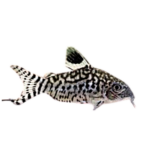 Catfish - Reticulated - Corydoras
