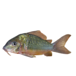 Catfish - Green Sailfin - Corydoras