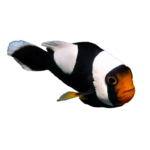 Clownfish - Saddleback