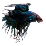 Betta - Dragon Scale - Longfin - Crowntail - Male