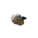 Betta - Plakat - Copper - Male