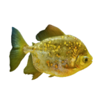 Cichlid - Silver Dollar Spotted