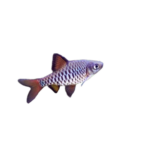 Barb - Checker