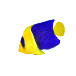 Angel - Bicolor