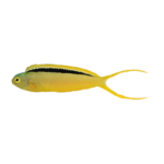 Blenny - Green Canary