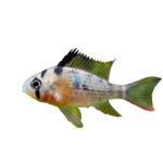 Cichlid - Ram - Bolivian