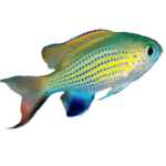Damsel - Chromis - Vanderbilt