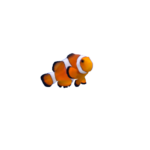 Clownfish - Clown - Locally Owned