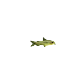 Catfish - Pygmy - Corydoras