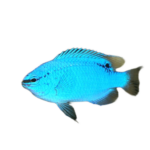 Damsel - Blue