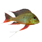 Cichlid - Surinamensis - Geophagus
