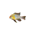 Cichlid - Ram - Stardust Ram - Locally Raised