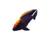 Cichlid - Peacock Apache