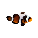 Clownfish - Ocellaris - Mocha Vinci