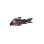 Catfish - Rabauti - Corydoras