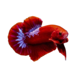 Betta - Plakat Hellboy - Male