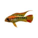 Cichlid - Apistogramma - Dwarf Viejita Red