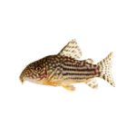 Catfish - Sterbai - Corydoras