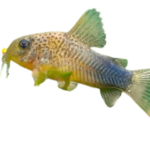 Catfish - Similis - Corydoras