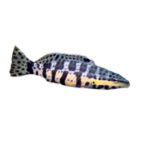 Basslet - Harlequin