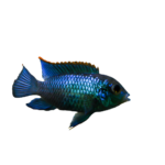 Cichlid - Electric Blue Acara