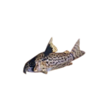 Catfish - Freckled Leucomelas Corydoras