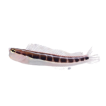 Blenny - Klausewitz's