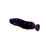 Blenny - Starry