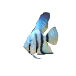 Angelfish - Marbled