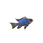 Cichlid - Ram - Electric Blue