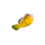Clownfish - Skunk - Orange