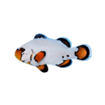 Clownfish - Ocellaris - Flurry
