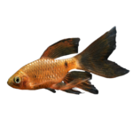 Barb - Rosy Longfin