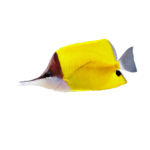Butterfly - Yellow Longnose - Med
