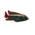 Cichlid - Apistogramma - Dwarf Agassizii Double Red