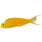 Blenny - Canary