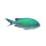 Damsel - Chromis - Blue Green