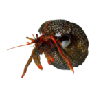 Crab - Hermit