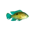 Cichlid - Green Terror