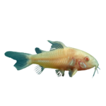Catfish - Albino - Corydoras