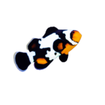 Clownfish - Ocellaris - Snowflake