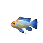 Cichlid - Ram - German Gold
