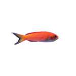 Anthias - Ignitus - Female